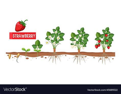 Strawberry Plant Growth Stages Royalty Free Vector Image