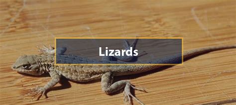 To get rid of lizards, you can use coffee powder. Pest Control Services For Lizards | Pest control Services ...