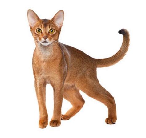 Абиссинская кошка описание породы характер питание и уход