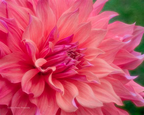 Delirious Over Dahlias Flower Photography Tips Light Stalking