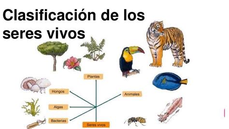 Clasificacion De Los Seres Vivos