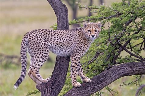 Cheetah Cub In A Tree Smithsonian Photo Contest Smithsonian Magazine