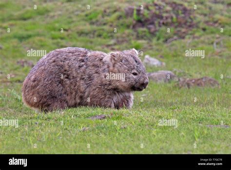 Mammal Wombat Common Australia Hi Res Stock Photography And Images Alamy