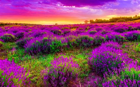 Landscape Field With Purple Spring Flowers Beautiful Sunset Desktop Hd