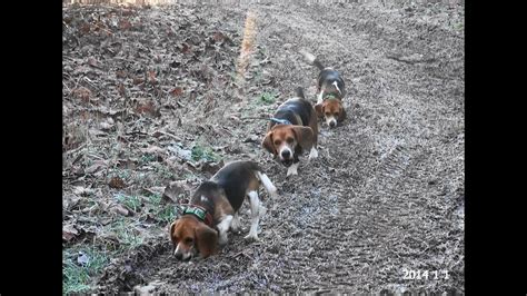 Skyviews Beagles Rabbit Hunting With Ron Asbury Ranger And Drake Youtube