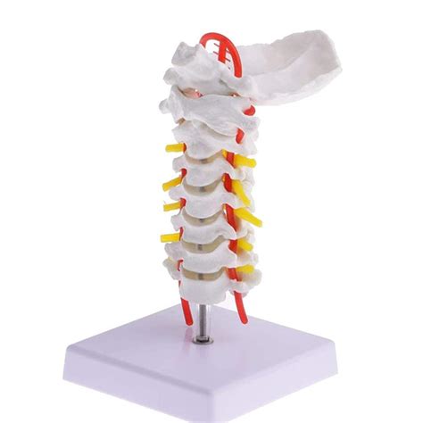 Buy DBSCD Cervical Spine With Carotid Artery Model Consisting Of Occipital And Cervical