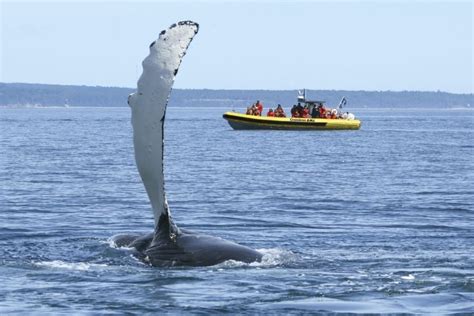 Canada Whale Watching Best Time And Places To See Whales In Canada