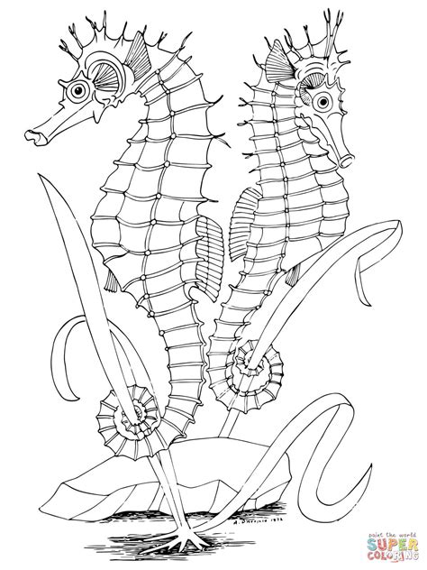 Easy Seahorse Coloring Pages Coloring Pages