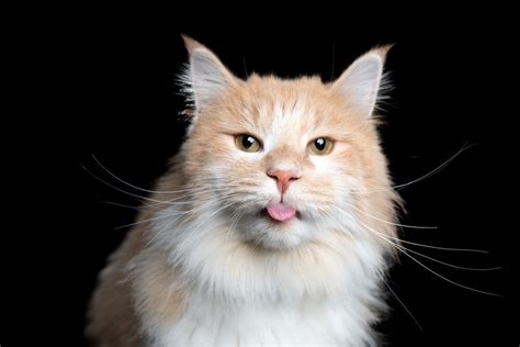 Why Do Cats Stick Their Tongue Out The Blep Explained