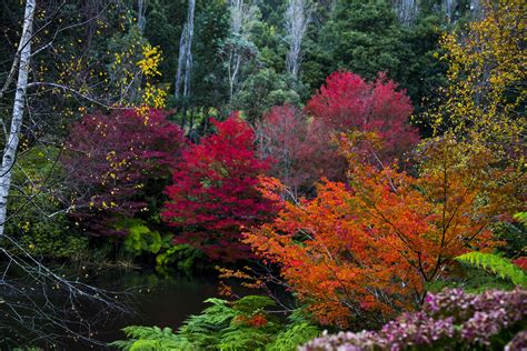 The Most Beautiful Places To See Autumn Leaves In Melbourne
