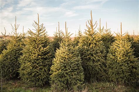 Norway Spruce Christmas Trees In A Field Del Colaborador De Stocksy