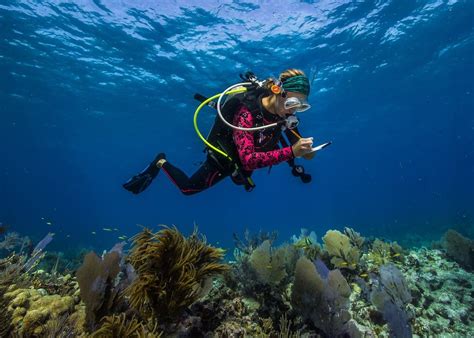 Ocean Conservation Articles Impact Know Ocean Wildlife List