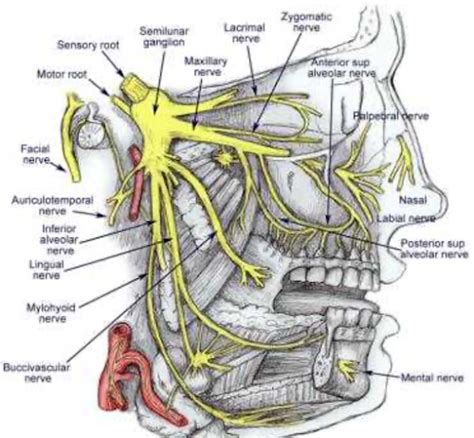 Human Anatomy Lessons Mandibular Nerve Nerve Anatomy Facial Nerve