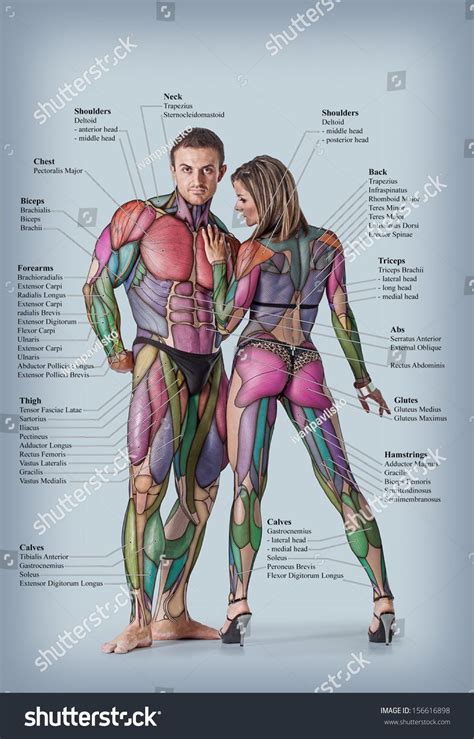 Anatomy Male Female Muscular System Anterior Stock Photo 156616898