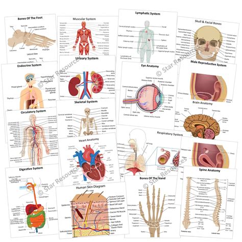 Anatomy And Physiology Flash Cards Printable