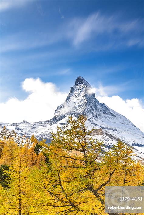 Yellow Larch Trees Framing Matterhorn Stock Photo