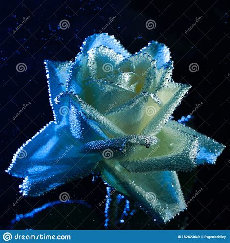 Closeup Beautiful White And Blue Rose With Water Drops White Rose