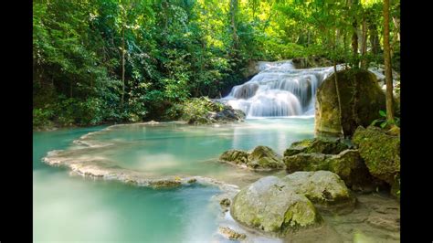 Tree Of Life Spoken Guided Meditation for Grounding ...