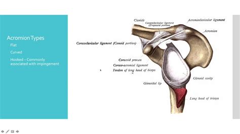 This cuff of cartilage makes the shoulder joint much more stable when a patient sustains a shoulder injury, it is possible that the patient has a labral tear. Anatomy of Shoulder Impingement, Rotator Cuff and Labral ...