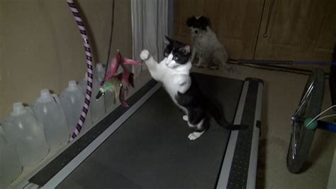 It will reduce the chances of your cats to be lazy, and these exercise wheel for cats will also help in a weight loss. Cat on a Treadmill - YouTube