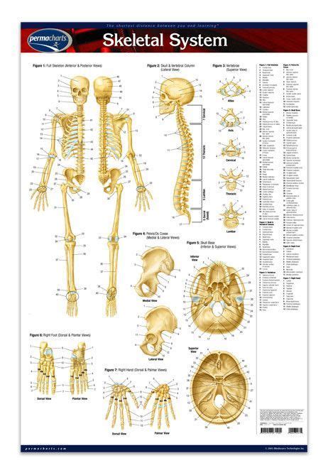 Skeletal System Medical Anatomy Poster 24 X 36 Laminated Quick