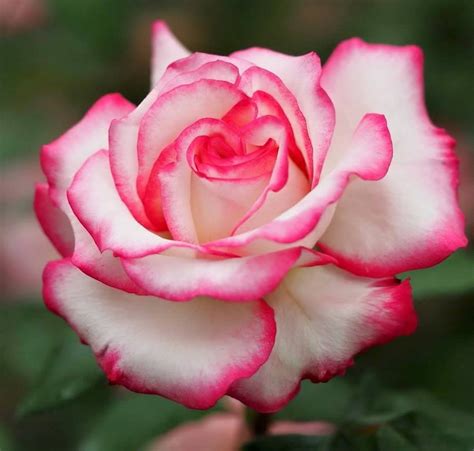 The Most Beautiful Roses Beautiful Rose Flowers Beautiful Roses
