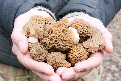 Morel Mushroom Hunting Tips Mother Earth News