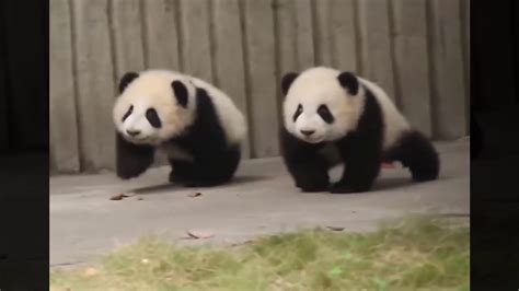 Amazing Funny Pandas Compilation Youtube