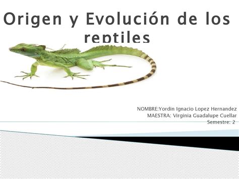 Origen Y Evolución De Los Reptiles Ati By Yordy Lopez Issuu