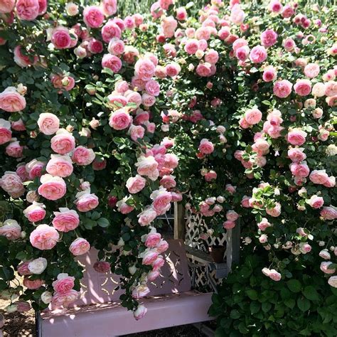 Beautiful Pink Eden Garden Roses On A Trellis A Vintage Pink Metal