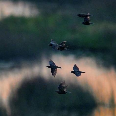 European Starling Night Migration Photograph By Jouko Lehto Fine Art