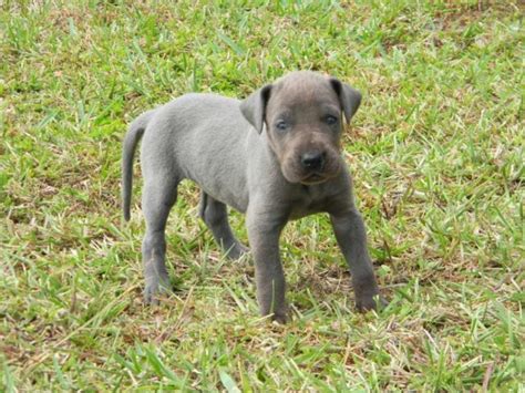 Find great dane in dogs & puppies for rehoming | 🐶 find dogs and puppies locally for sale or adoption in canada : AKC Female Blue Great Dane Puppies for Sale in Orlando ...
