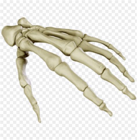 Free Download HD PNG Bones Of The Hand Skeleton Hand PNG Transparent With Clear Background ID