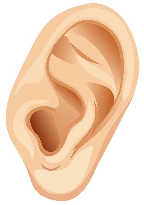 A Human Ear On White Background 302059 Vector Art At Vecteezy