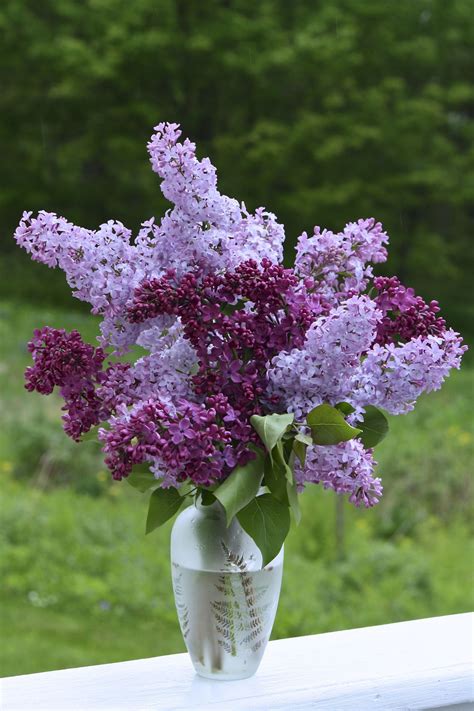 Bunch Of Lilacs Br