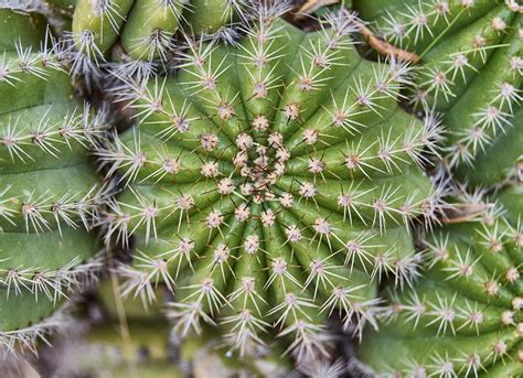 13 Types Of Cactus Plants You Can Grow At Home Bob Vila