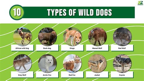 10 Types Of Wild Dogs A Z Animals