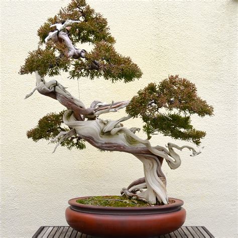 10 Coolest Looking Bonsai Trees
