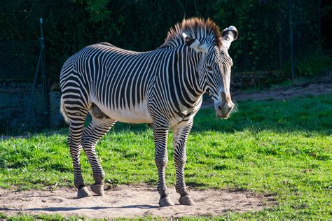 Grevys Zebra Chester Zoo Grevys Zebra Chester Zoo Flickr