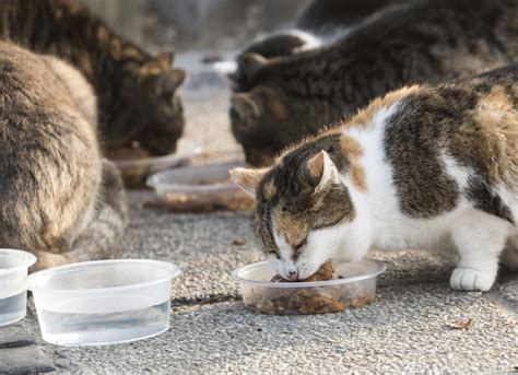 Caring For Feral Cats Healthcare Costs And Things To Consider Petmd