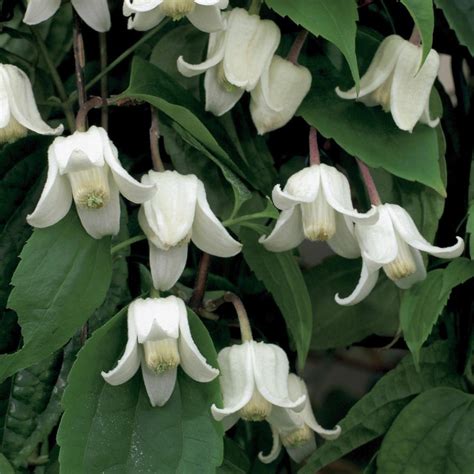 Buy Clematis Group 1 Clematis Urophylla Winter Beauty Delivery By