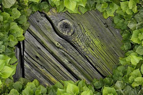 Wood Texture Background Ivy Stock Image Image Of Fresh Natural