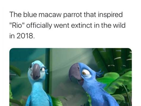 The Blue Macaw Parrot That Inspired Rio Officially Went Extinct In