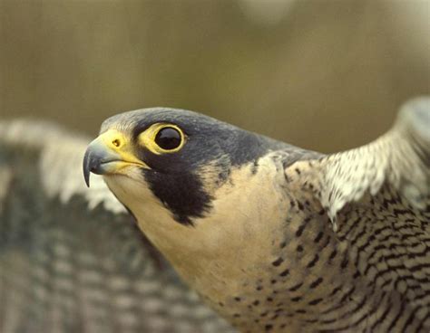 There are 19 subspecies of peregrine falcons that can be found on all continents, except on the antarctica. Peregrine Falcon | MDC Discover Nature