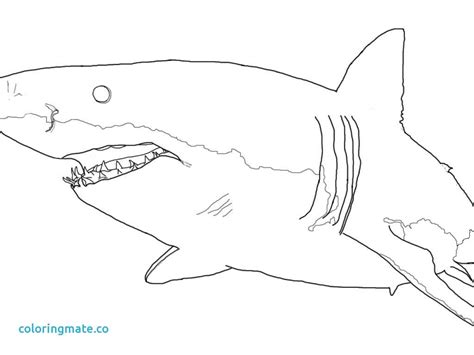 Can the ocean's fastest shark outswim our appetite for it? Megalodon Shark Drawing at PaintingValley.com | Explore ...