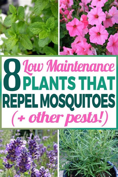8 Amazing Plants Thatll Repel Mosquitoes And Other Pests Mosquito