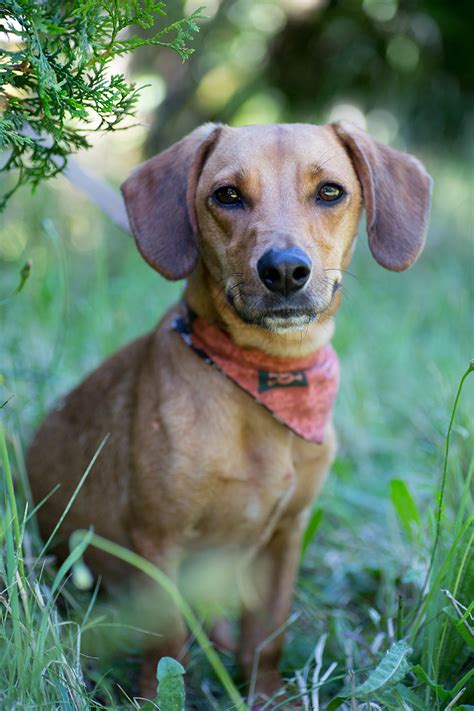 With a curious nature, dachshund puppies are ready to with a curious nature, dachshund puppies are ready to test your boundaries and explore their new home with you. Shelter Dogs of Portland: "KIWI" outgoing Dachshund ...