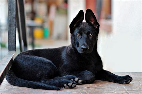Free Photo Puppy Cute Lie Dog Black German Shepherd Max Pixel