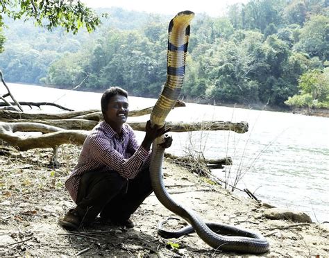 A Man Takes His Pet King Cobra Out For Some Air Rpics