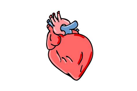 Human Heart Cartoon Custom Designed Illustrations